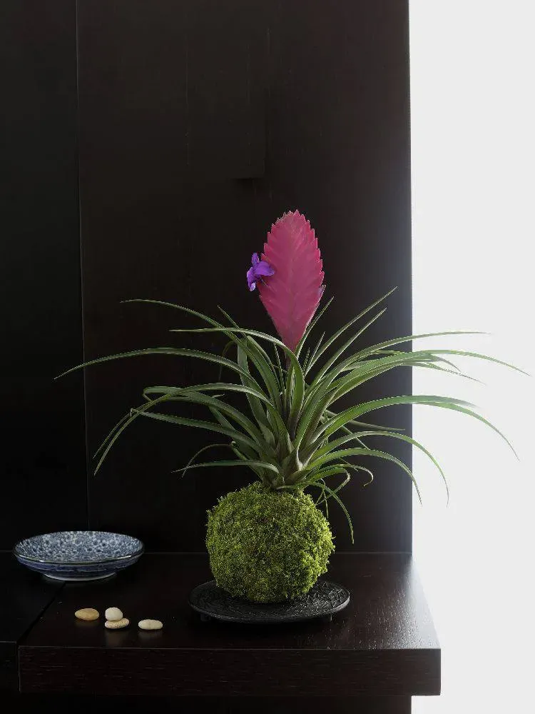 AQUAPHYTE Guanacasta Ni kokedama tillandsia rose
