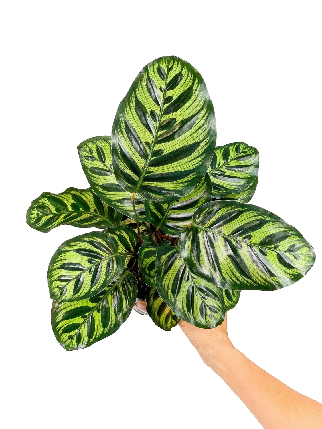 Plant and Stories Makoyana calathea pot 6 cm paon