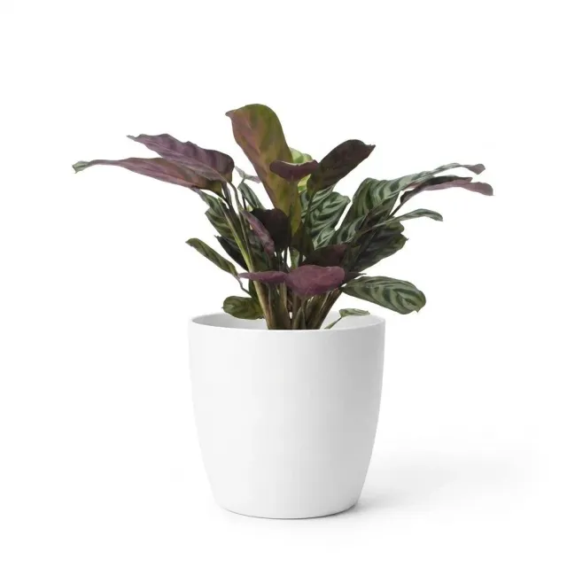 Plant and Stories Ctenanthe Burle Marxii plante prière pot 12 cm