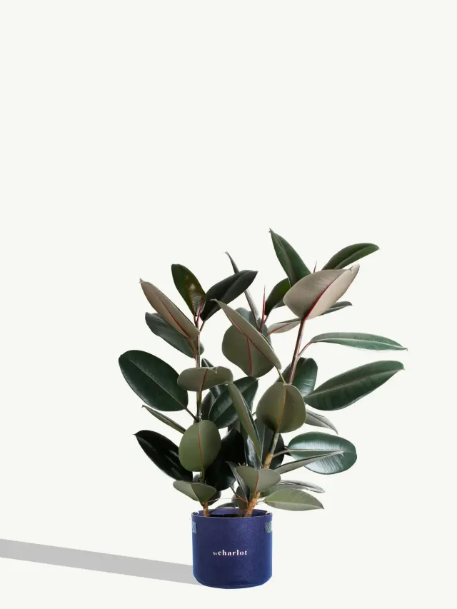 By Charlot L'Élégante recharge ficus XL 66-86 cm