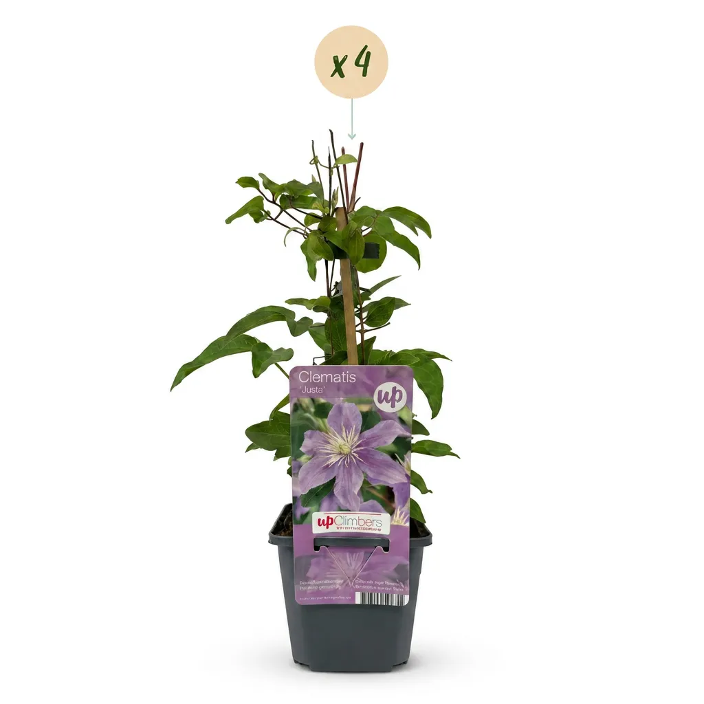 Plant and Stories Justa clématite bleue lot de 4 plants