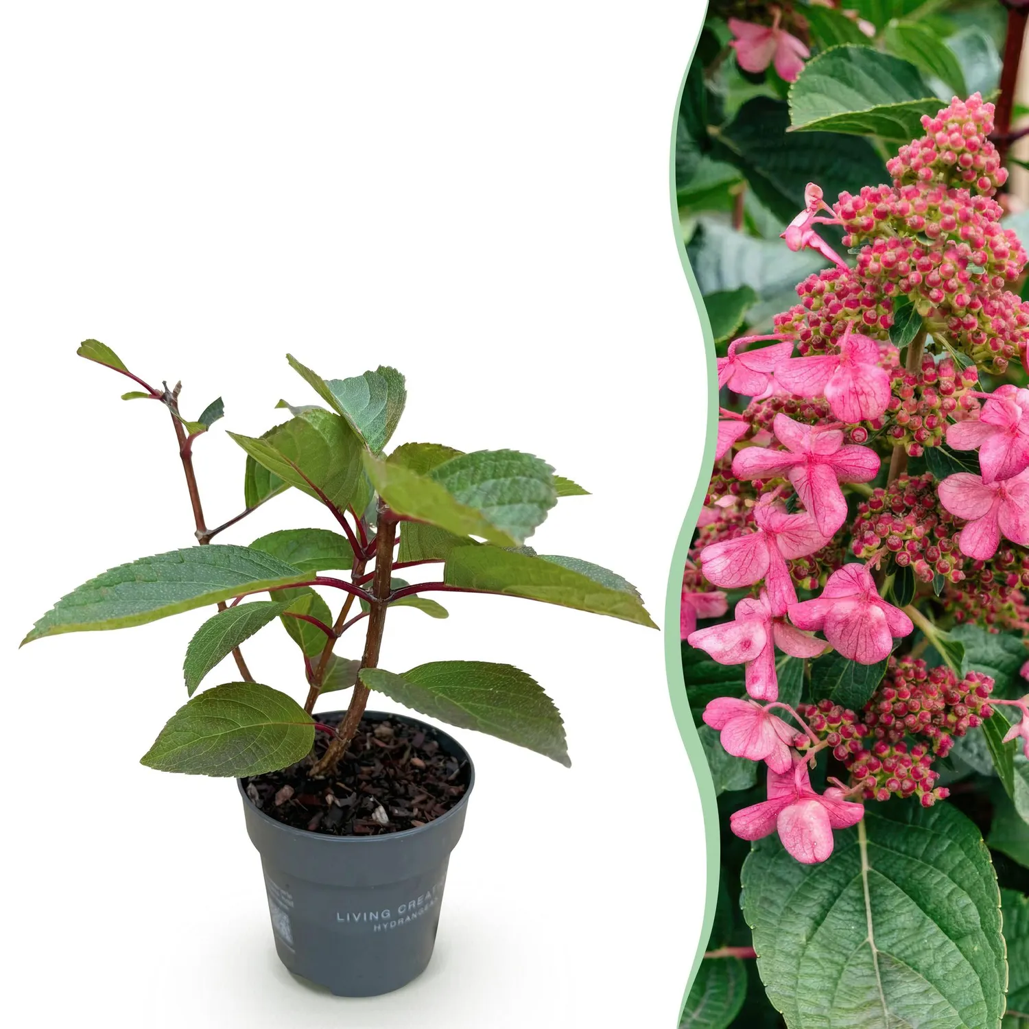Plant and Stories Living Infinity hortensia arbuste 1 plant blanc-rose