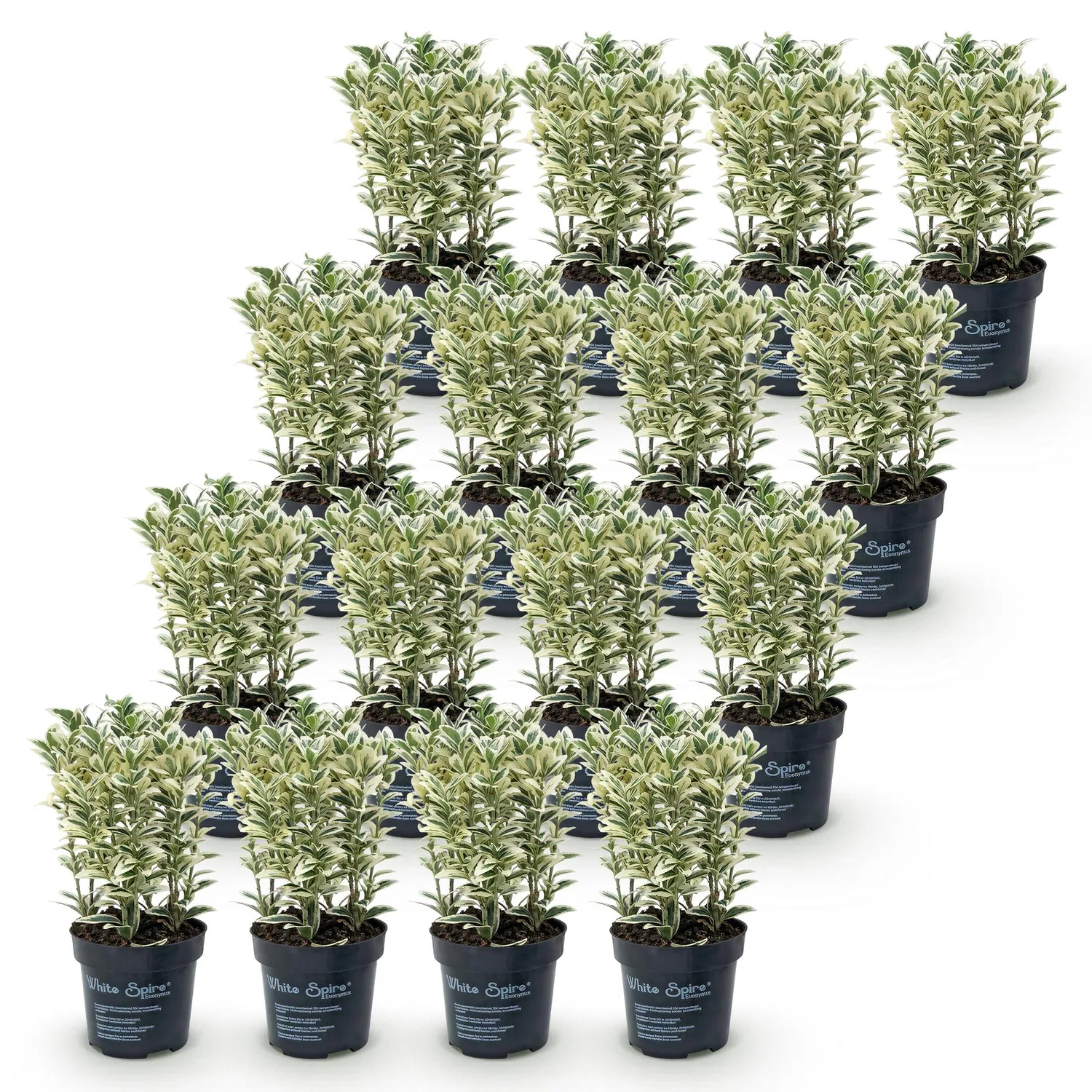 PLANT AND STORIES Fusain White Spire plante haie 8 plants panaché