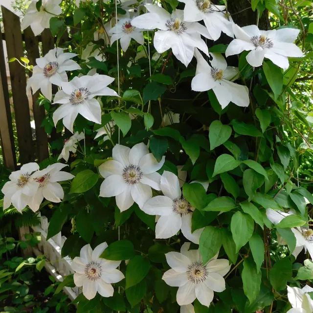 Plant and Stories Clematis Miss Bateman clématite blanche lot 2 plantes