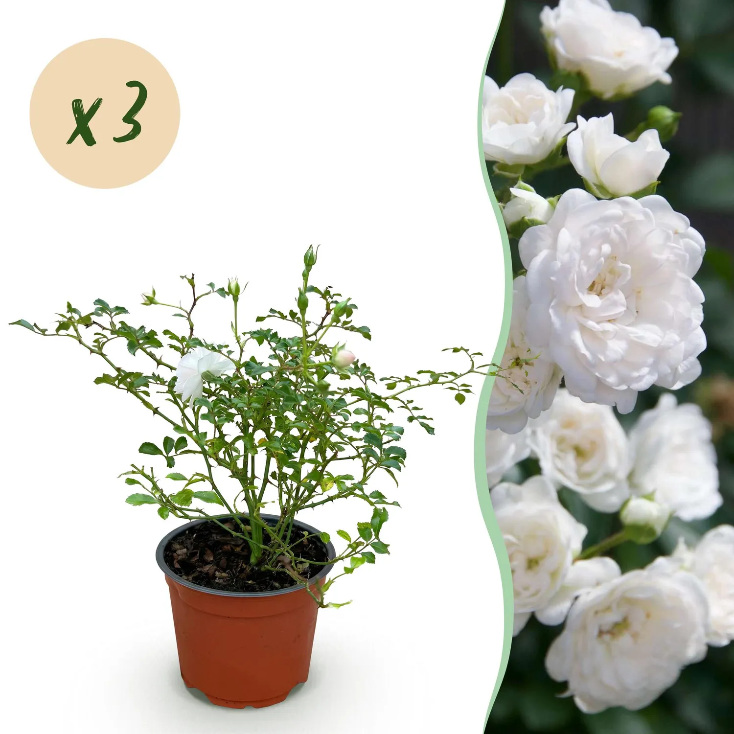 Plant and Stories White Fairy rosier blanc parfumé 1 plant