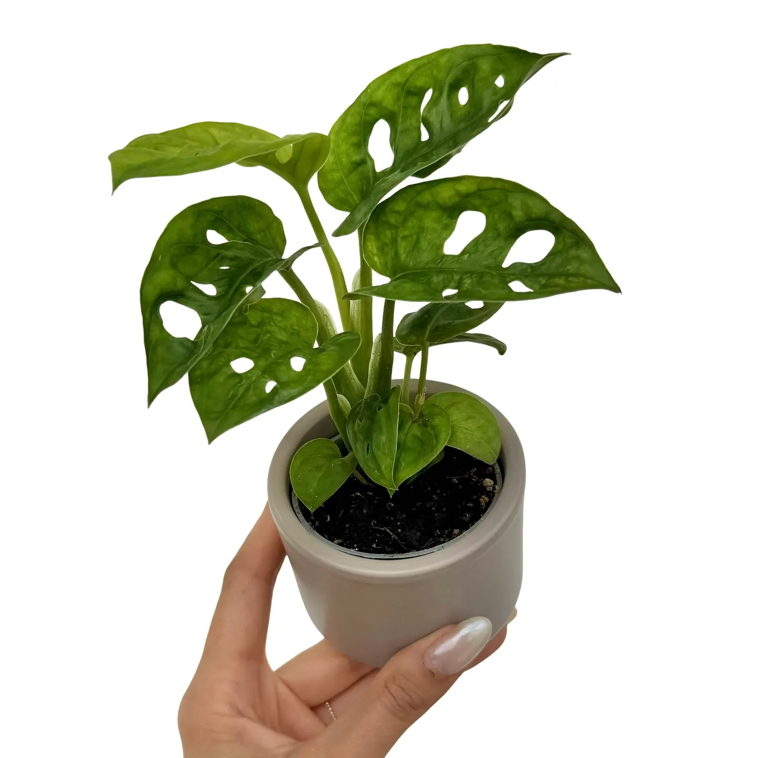 Plant and Stories Monstera Adansonii plante pot 6 cm ajourée