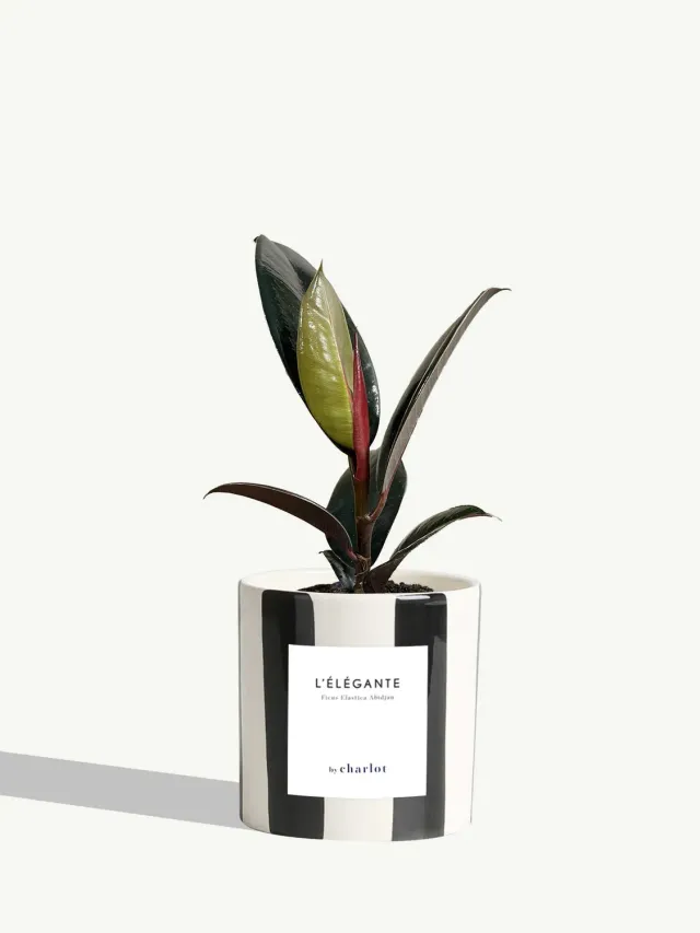 By Charlot L'Élégante plante céramique noir rayé