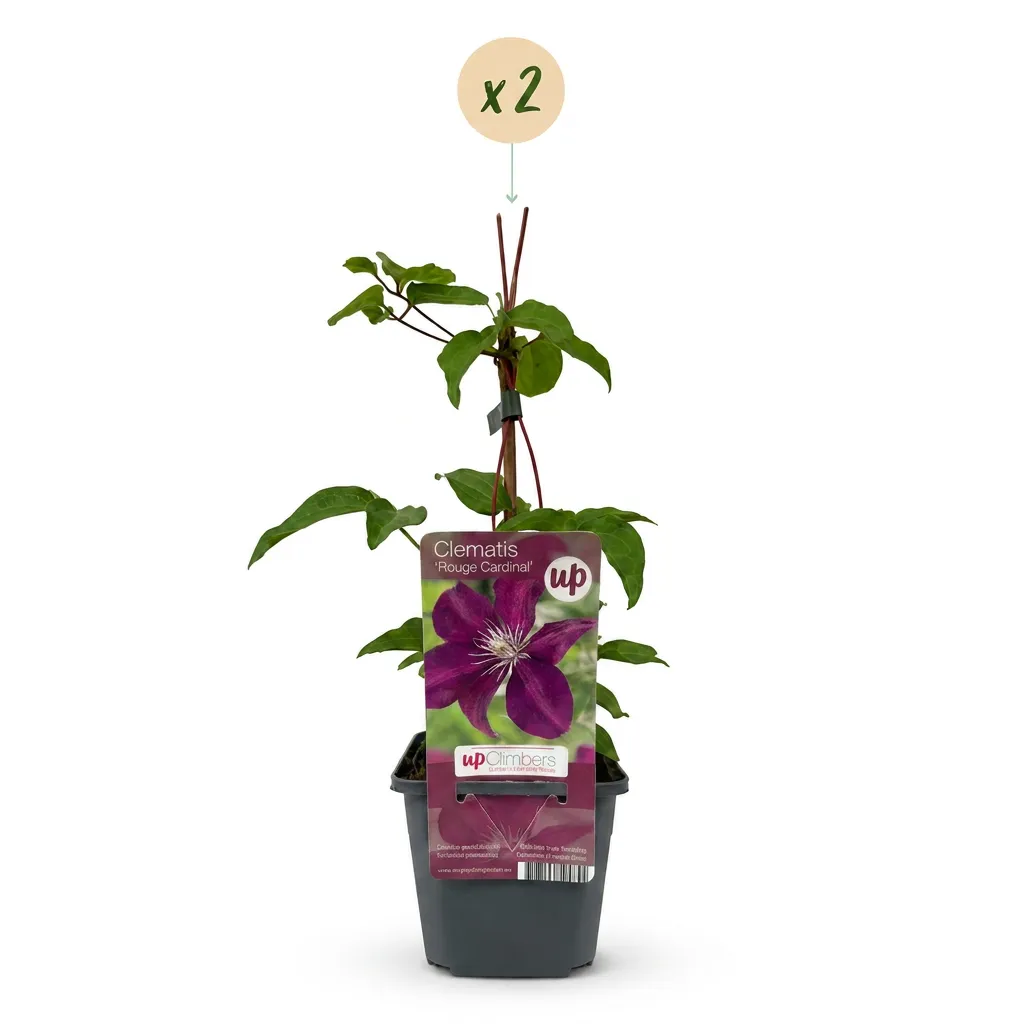 Plant and Stories Rouge Cardinal clématite 1 plant fleurs rouges