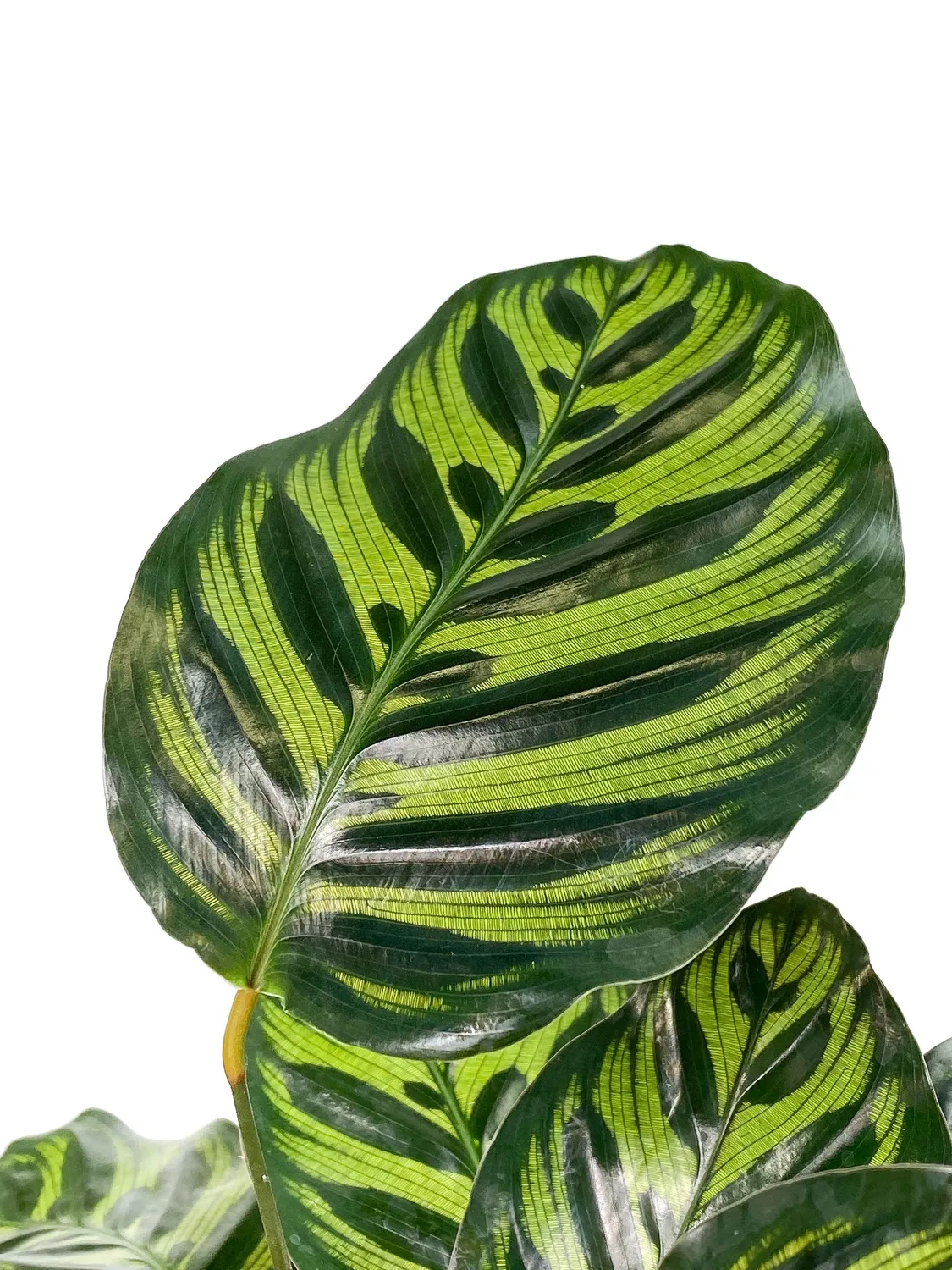 Plant and Stories Makoyana calathea pot 6 cm paon