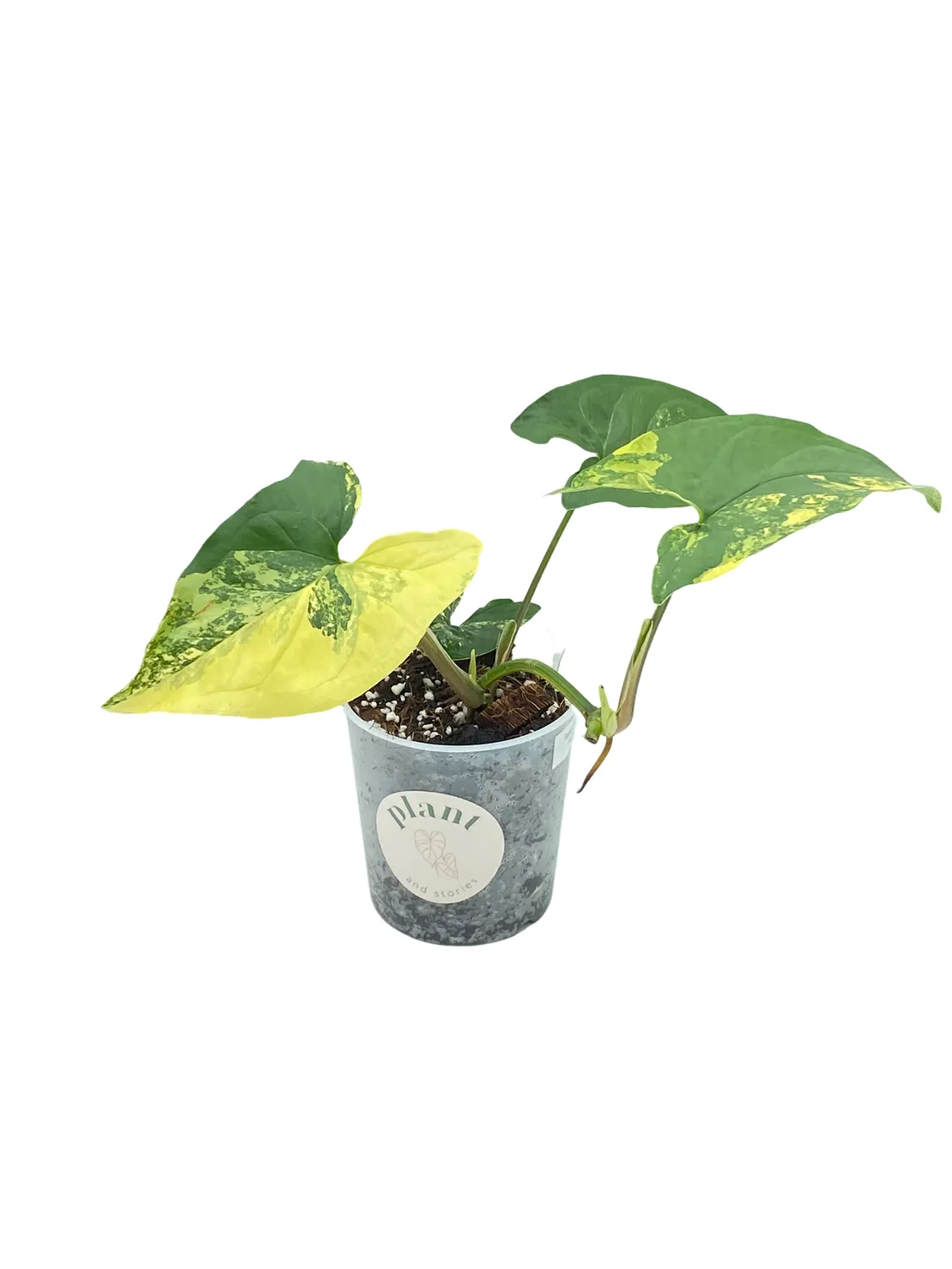 Plant and Stories Aurea syngonium plante intérieur pot 9cm
