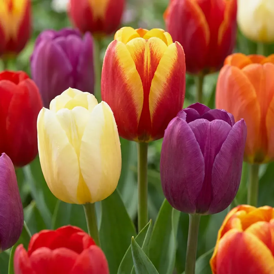PLANT AND STORIES Tulipe Triumph mélange 30 bulbes printaniers
