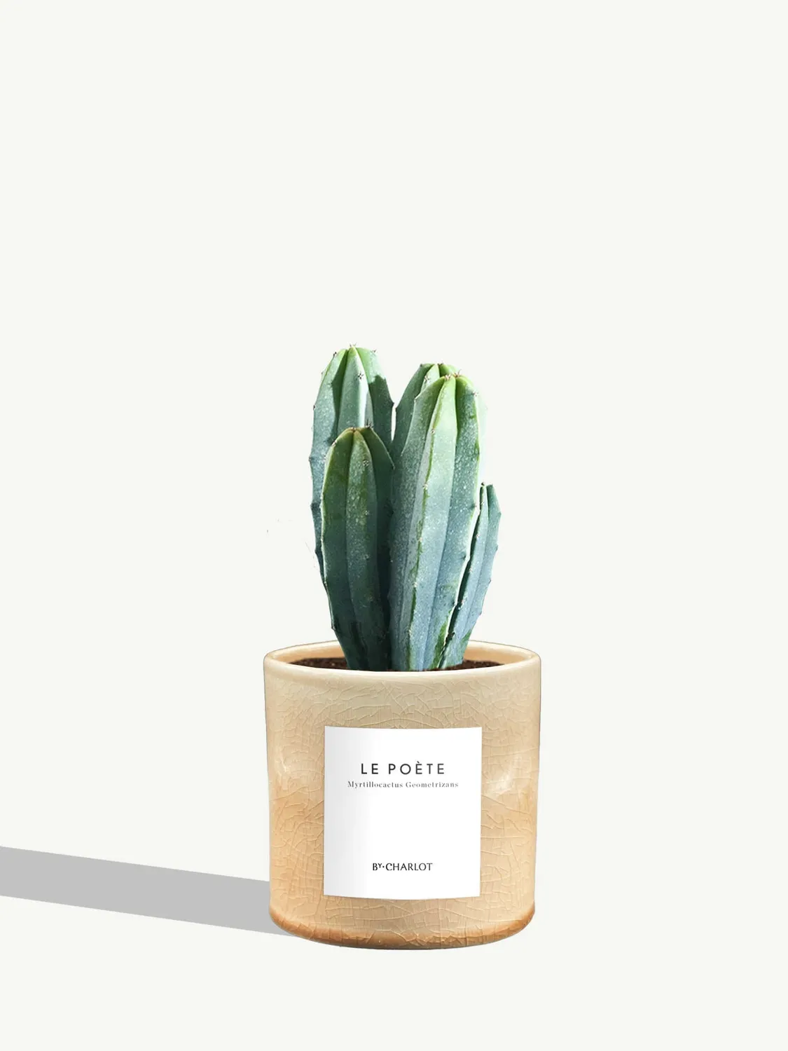 By Charlot Le Poète cactus pot S Myrtillocactus