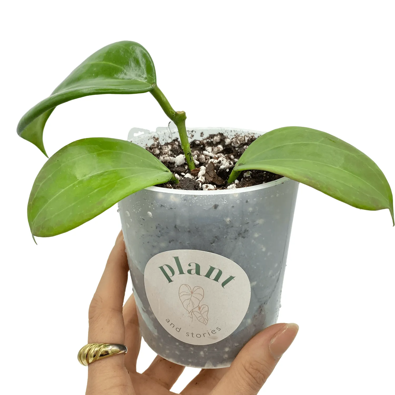 Plant and Stories Hoya Quinquenervia plante verte pot 6cm nervures