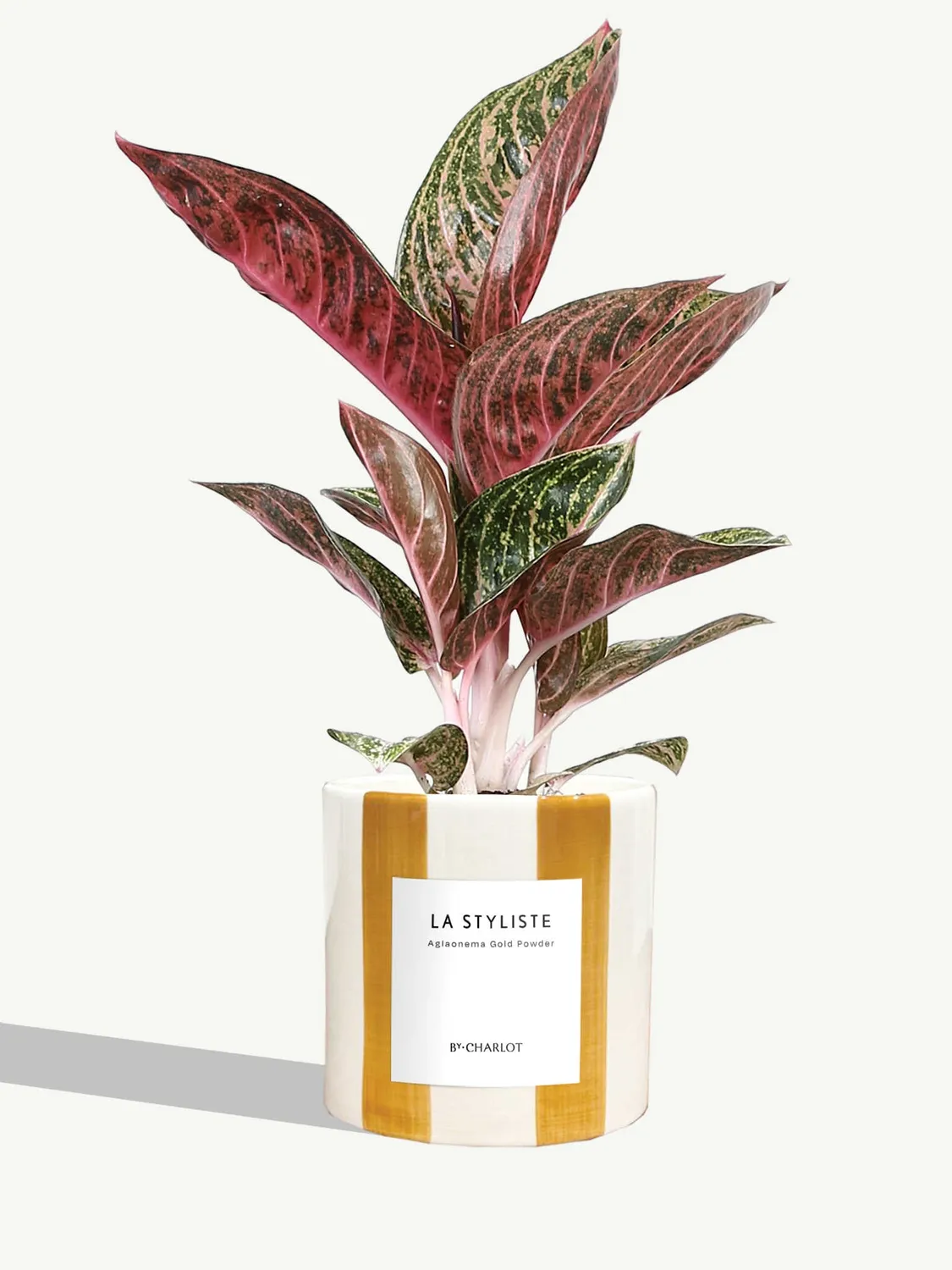 By Charlot La Styliste plante verte facile d'entretien
