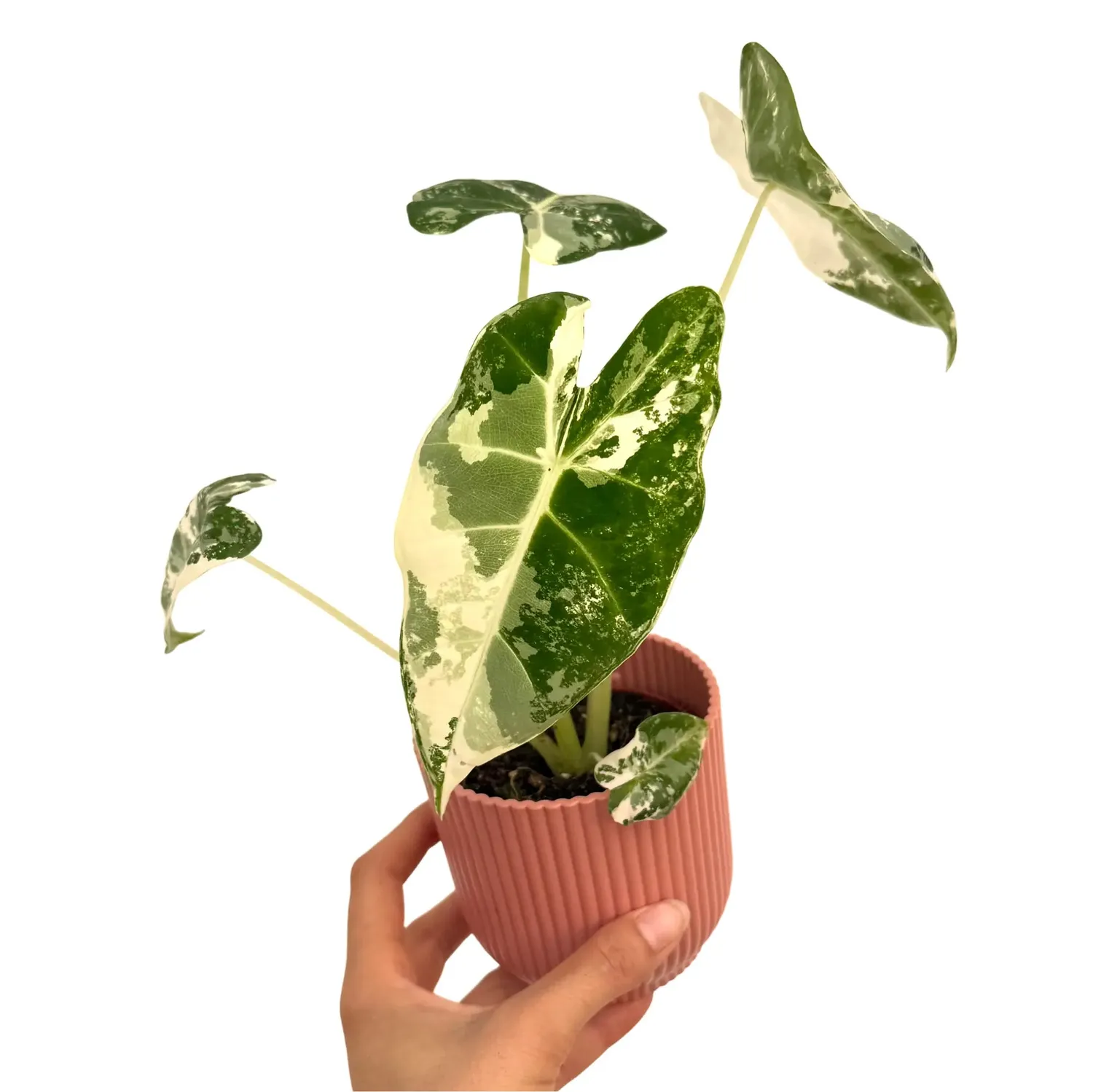Plant and Stories Alocasia Frydek Variegata plante pot 6 cm panachée