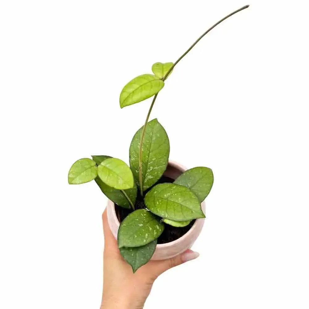Plant and Stories Hoya Crassipetiolata plante pot 6 cm charnue