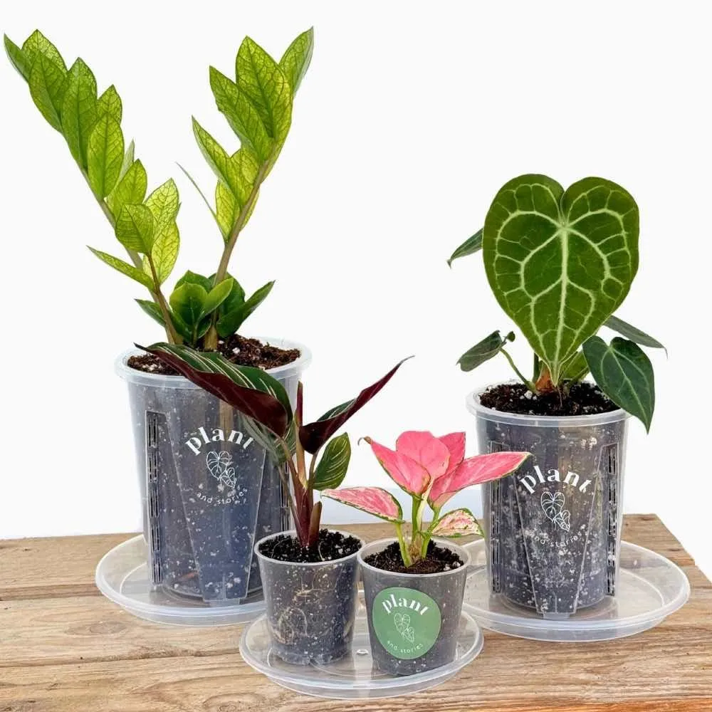 Plant and Stories Pack 50 soucoupes transparentes rigides pour plantes