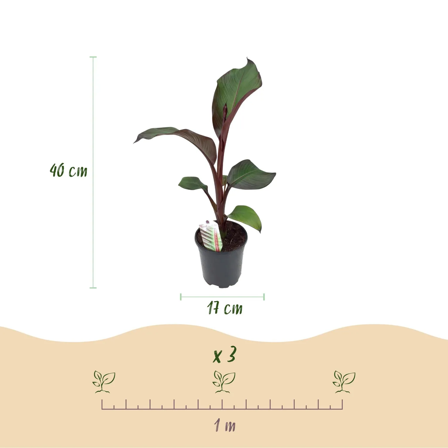 Plant and Stories Maurelii bananier rouge 2 plants pot 17 cm