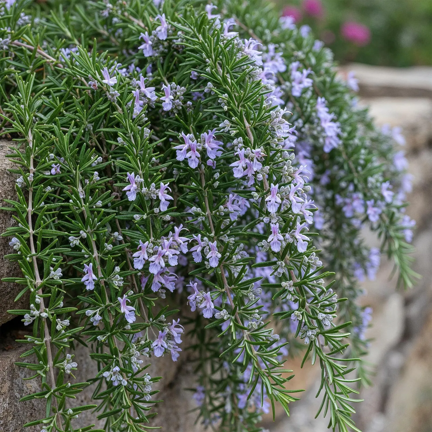 Plant and Stories Prostratus Violet romarin sur tige pot 19 cm