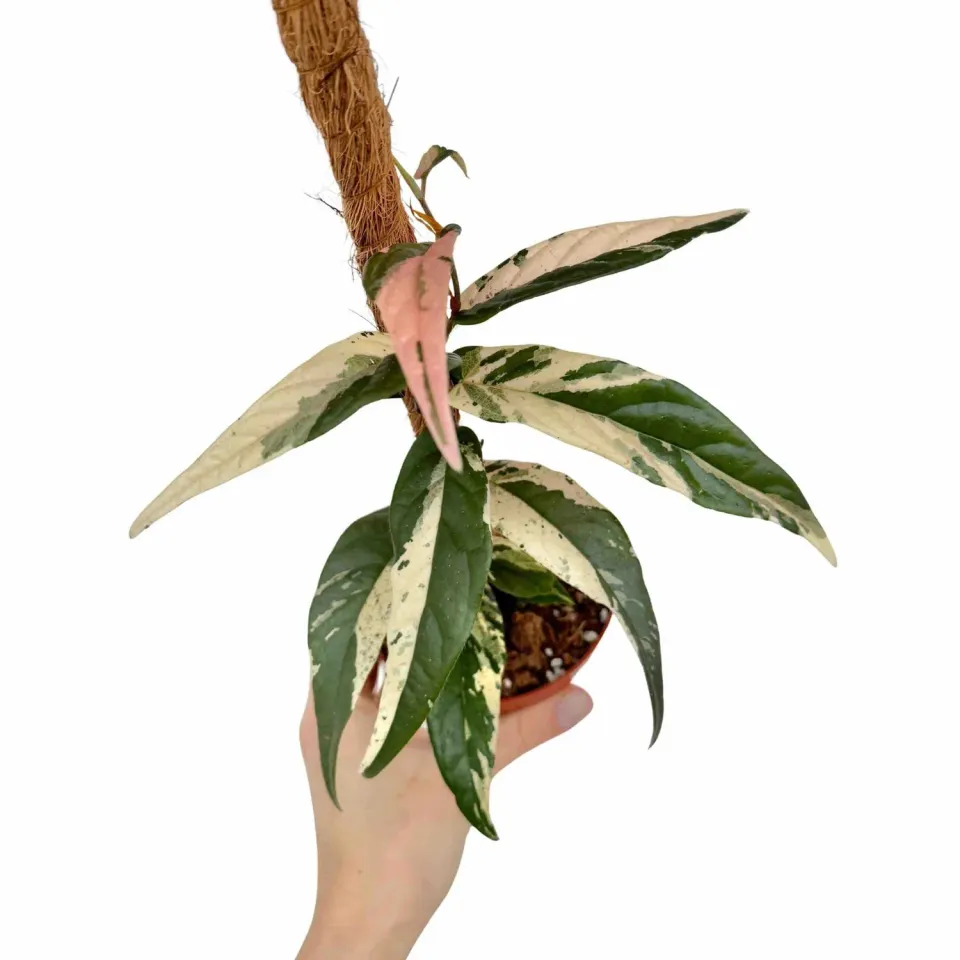 Plant and Stories Sagittata Variegata ficus pot 9cm panaché