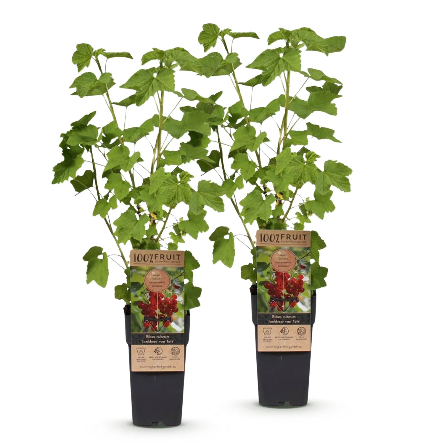 PLANT AND STORIES Groseillier Jonkheer van Tets plant lot 2 pot 15 cm