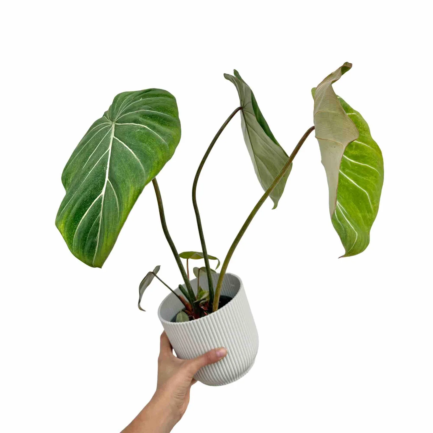Plant and Stories philodendron Gloriosum plante intérieur velours 9 cm