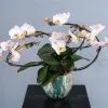 Orchidées de Prestige Sculpture 1 hampe orchidée blanche