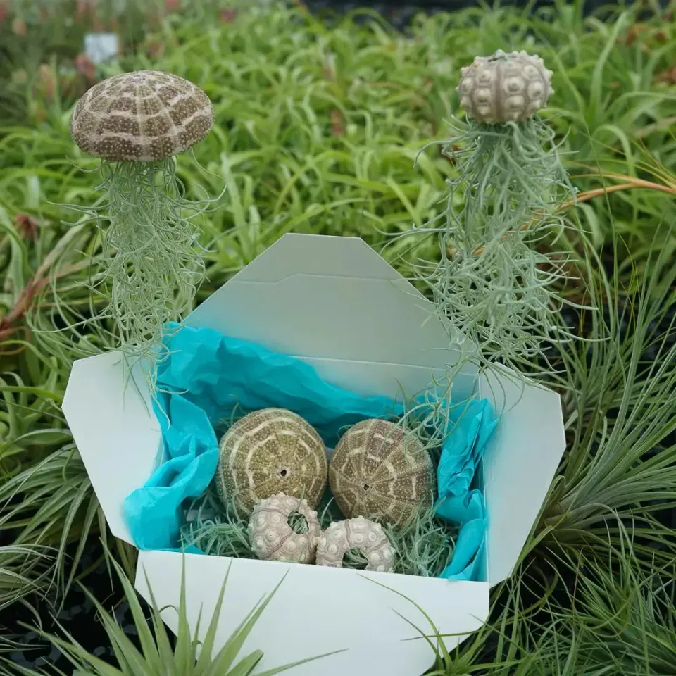 Airplantshop Birthday Box Jellyfish 4 suspensions mousse espagnole
