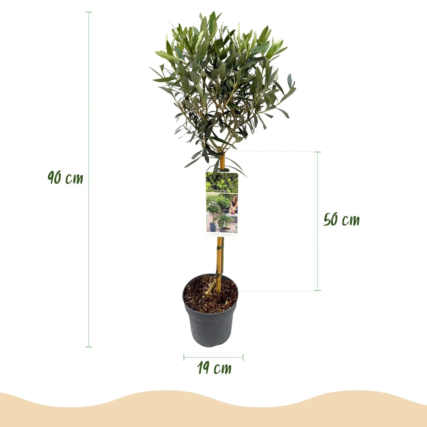 Plant and Stories Olivier Olea europaea arbre pot 19 cm 90 cm soleil