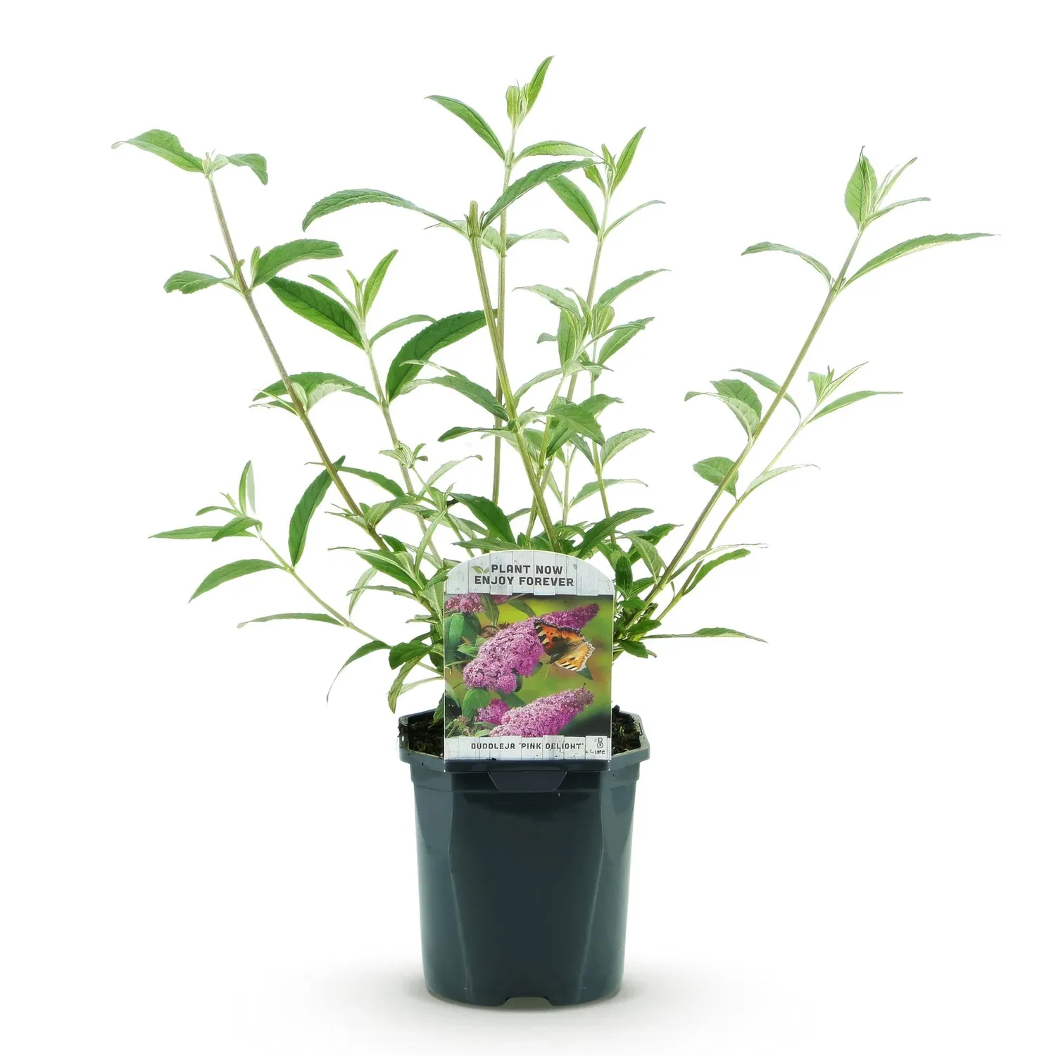 Plant and Stories Pink Delight buddleia arbuste 1 plant pot 17 cm