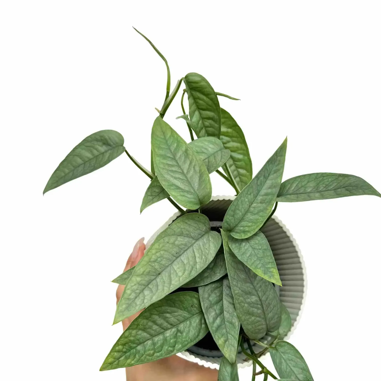 Plant and Stories Epipremnum Cebu Blue pothos pot 6 cm argenté