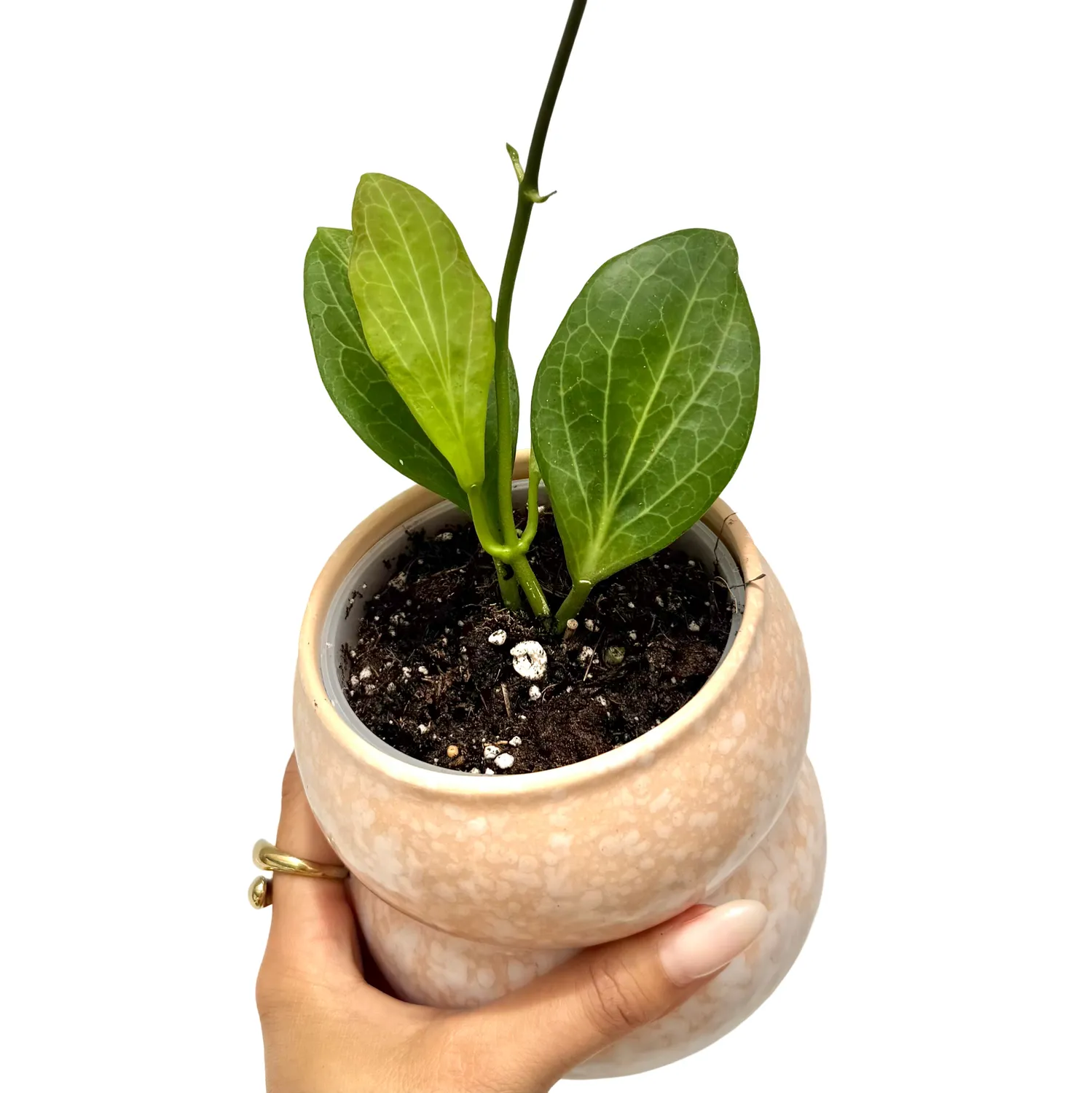 Plant and Stories Hoya Hellwigiana plante pot 9 cm blanc