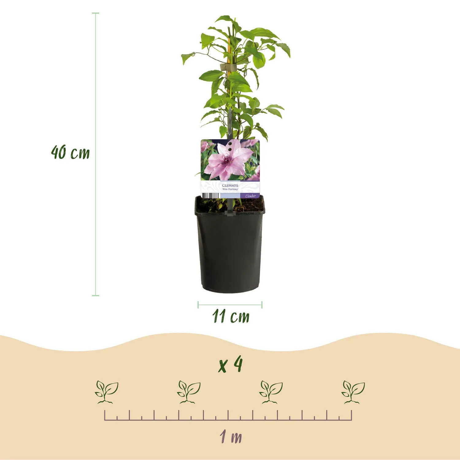 Plant and Stories Pink Fantasy clématite 2 plants rose