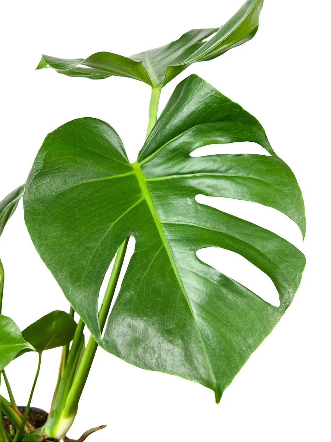Plant and Stories Monstera Deliciosa plante pot 6cm découpée