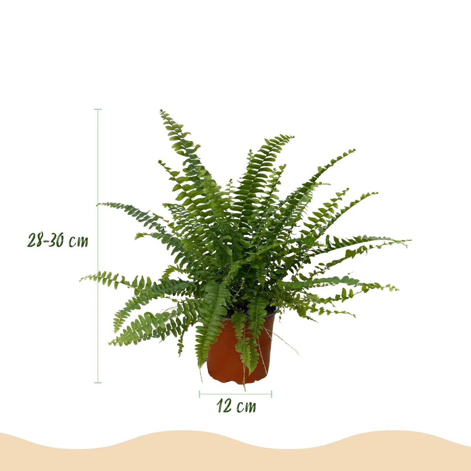 Plant and Stories Green Lady fougère 1 plante pet-friendly