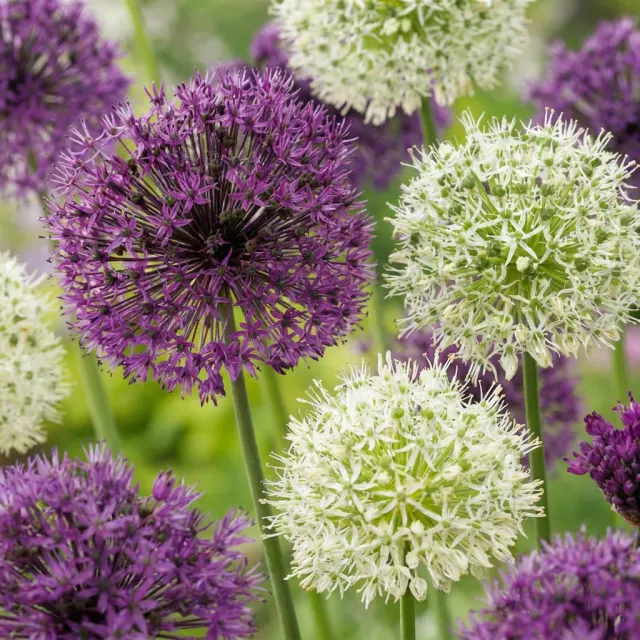 Plant and Stories Allium pourpre blanc bulbes 10/12 automne