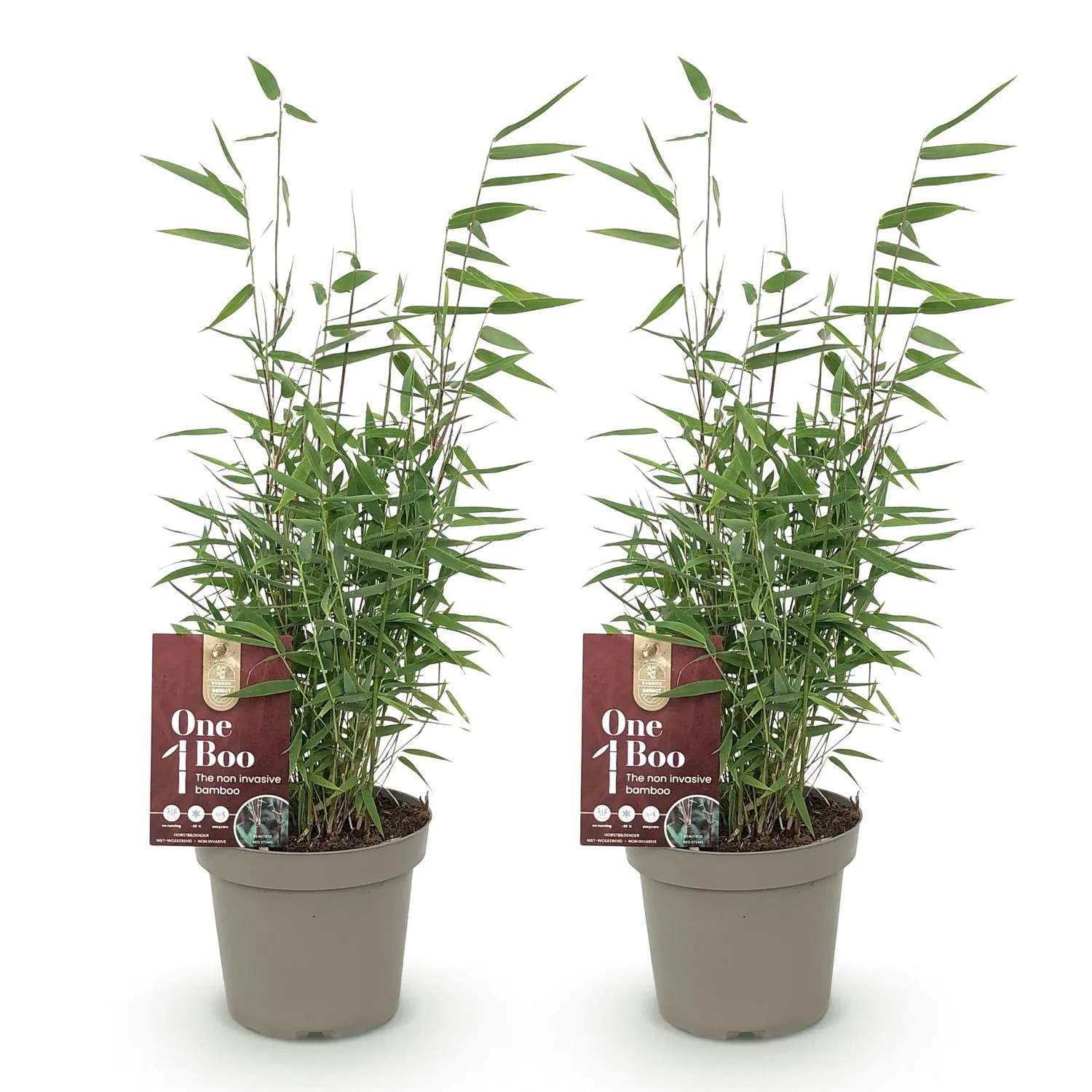 Plant and Stories Red Dragon bambou Fargesia pot 14cm 2 plants
