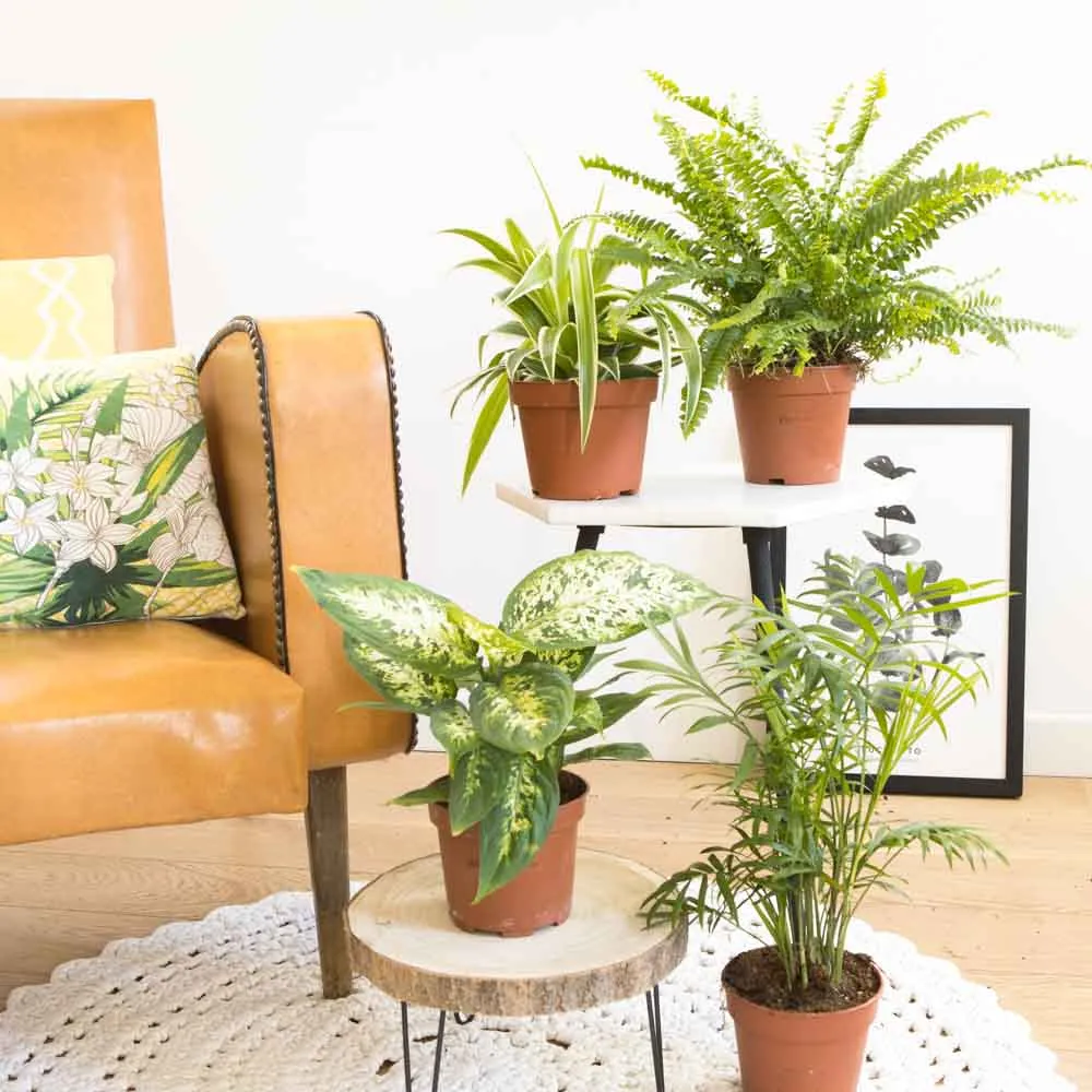 Réconciliation Végétale Lot 4 plantes vertes dépolluantes intérieur