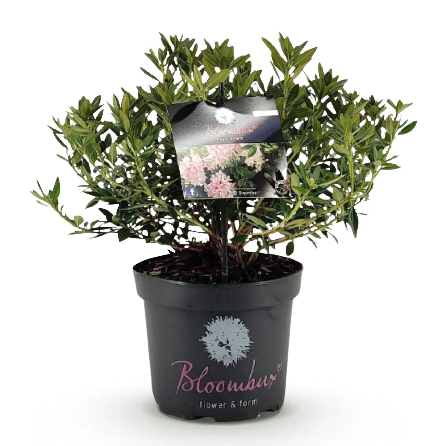 Plant and Stories Bloombux Light Pink rhododendron rose 23cm