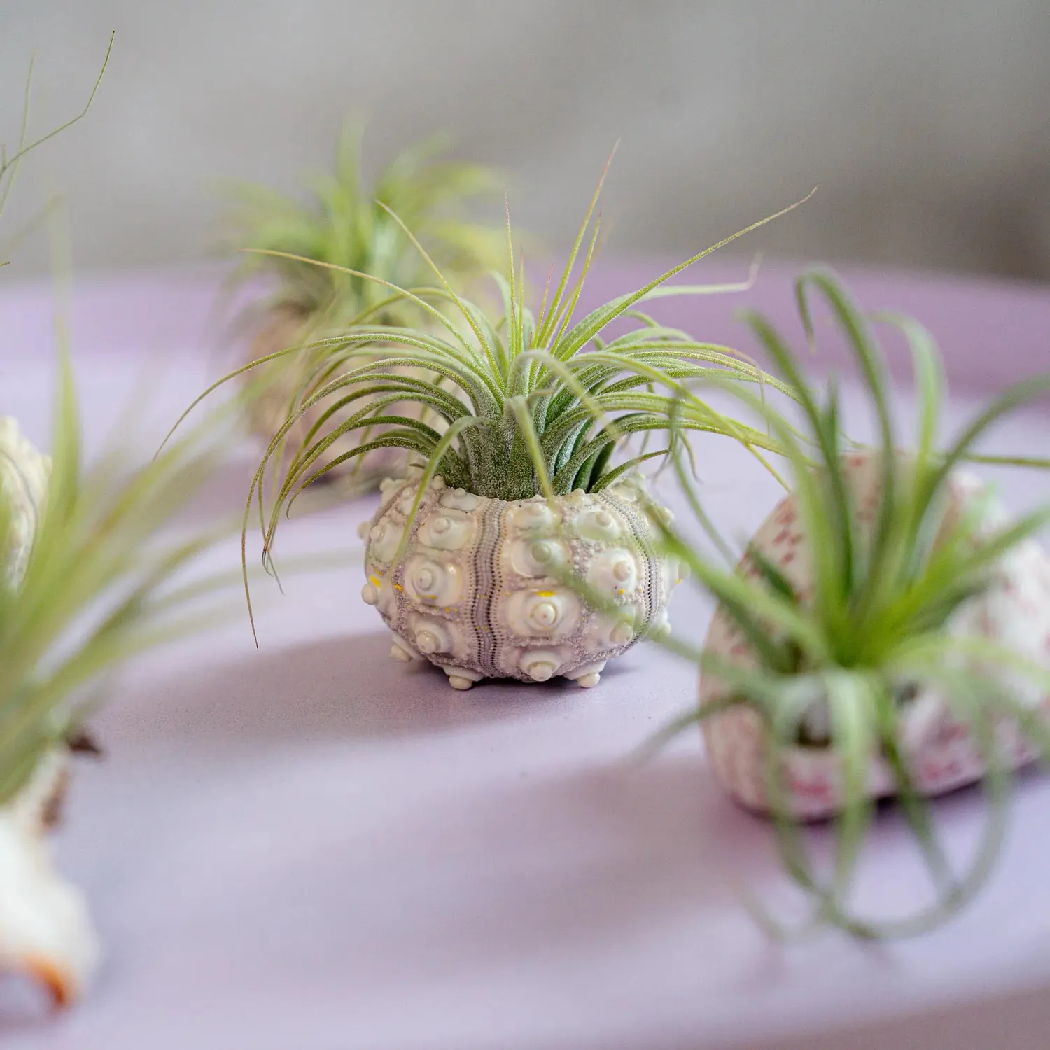 Airplantshop Schelpen Box coquillages 6 plantes aériennes