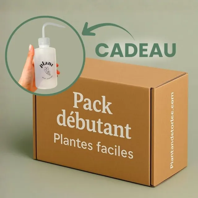 Plant and Stories Box débutant 6 plantes surprises + pipette
