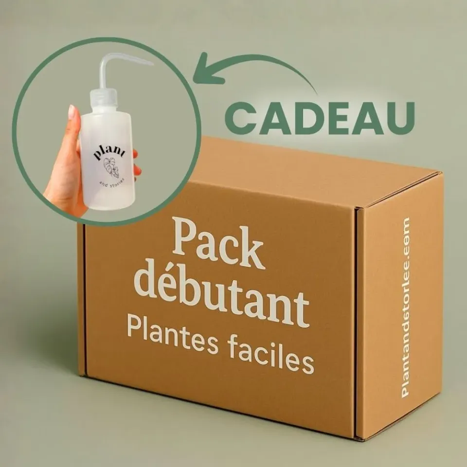 Plant and Stories Box débutant 6 plantes surprises + pipette