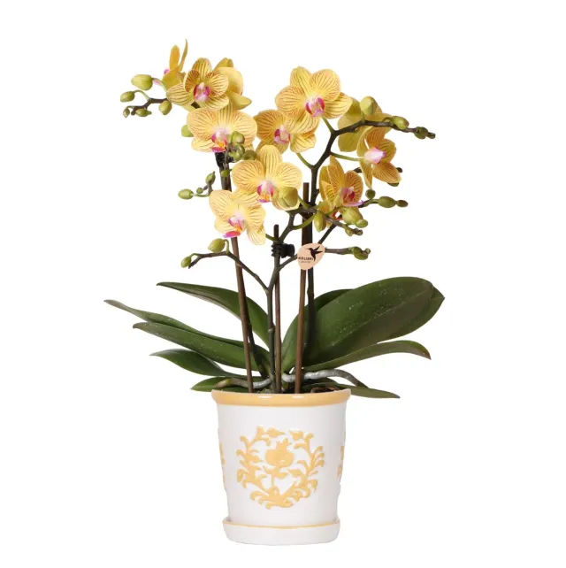 Plant and Stories Phalaenopsis Lima orchidée jaune pot 9 cm