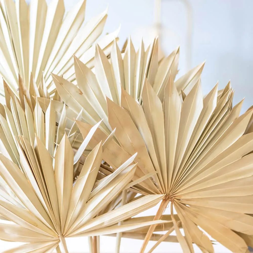 Réconciliation Végétale Palm Sun botte fleurs séchées 5 tiges naturel