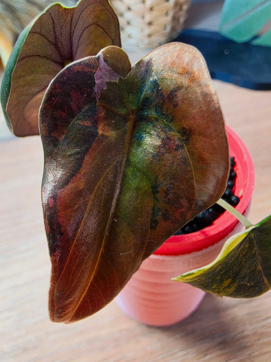 plant.ess Alocasia Cuprea Gold plante 3 feuilles panachée dorée
