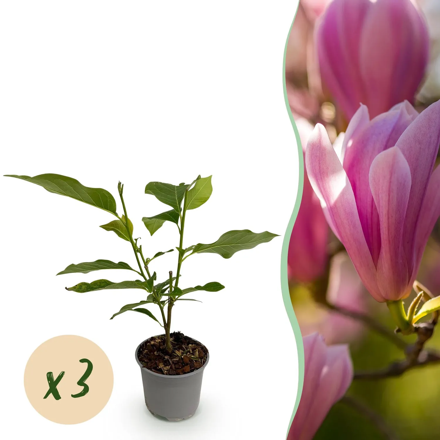 Plant and Stories Heaven Scent magnolia arbuste 1 plant pot 12 cm parfumé