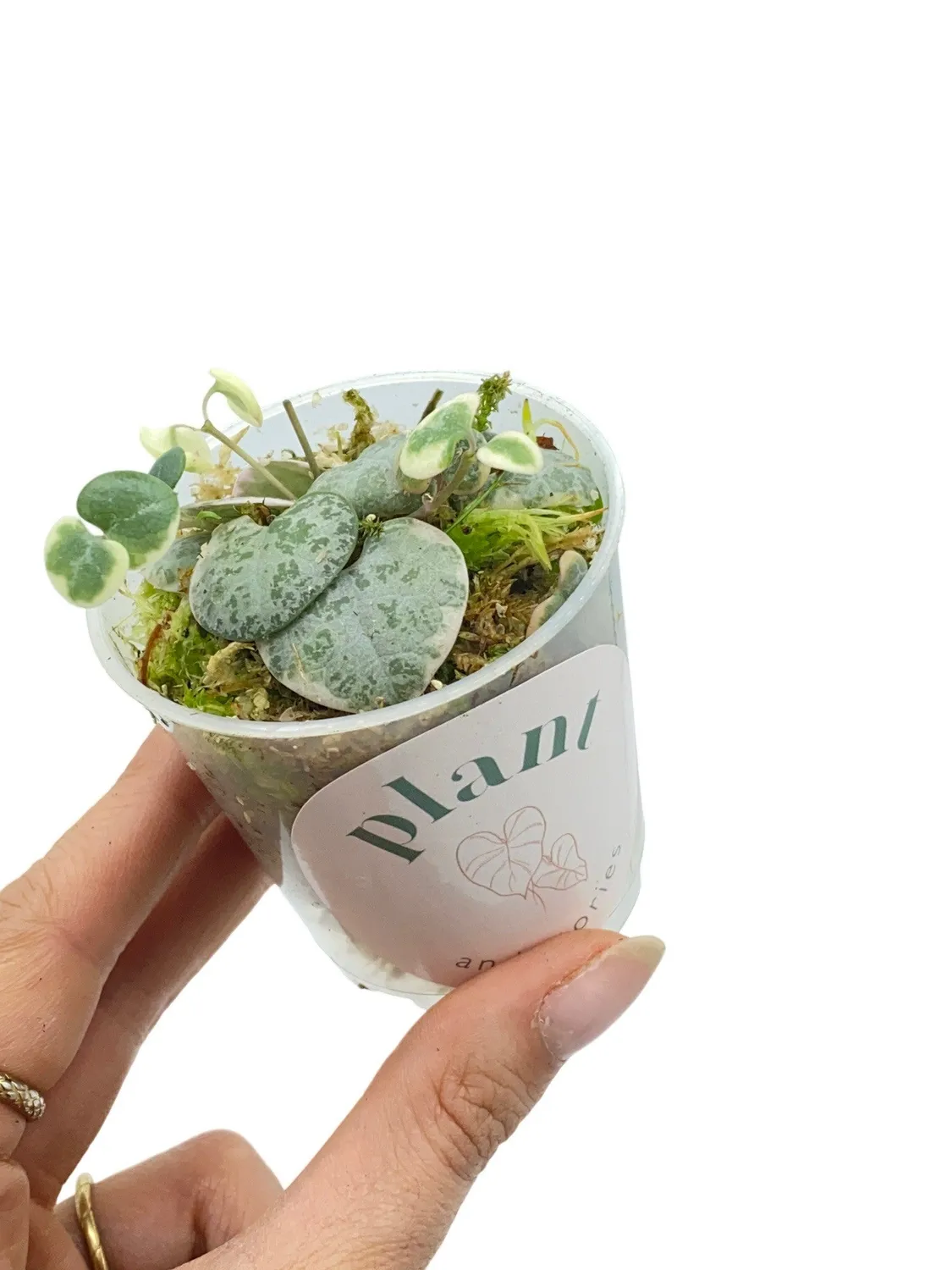 Plant and Stories Ceropegia Woodii Variegata plante pot 6cm retombante