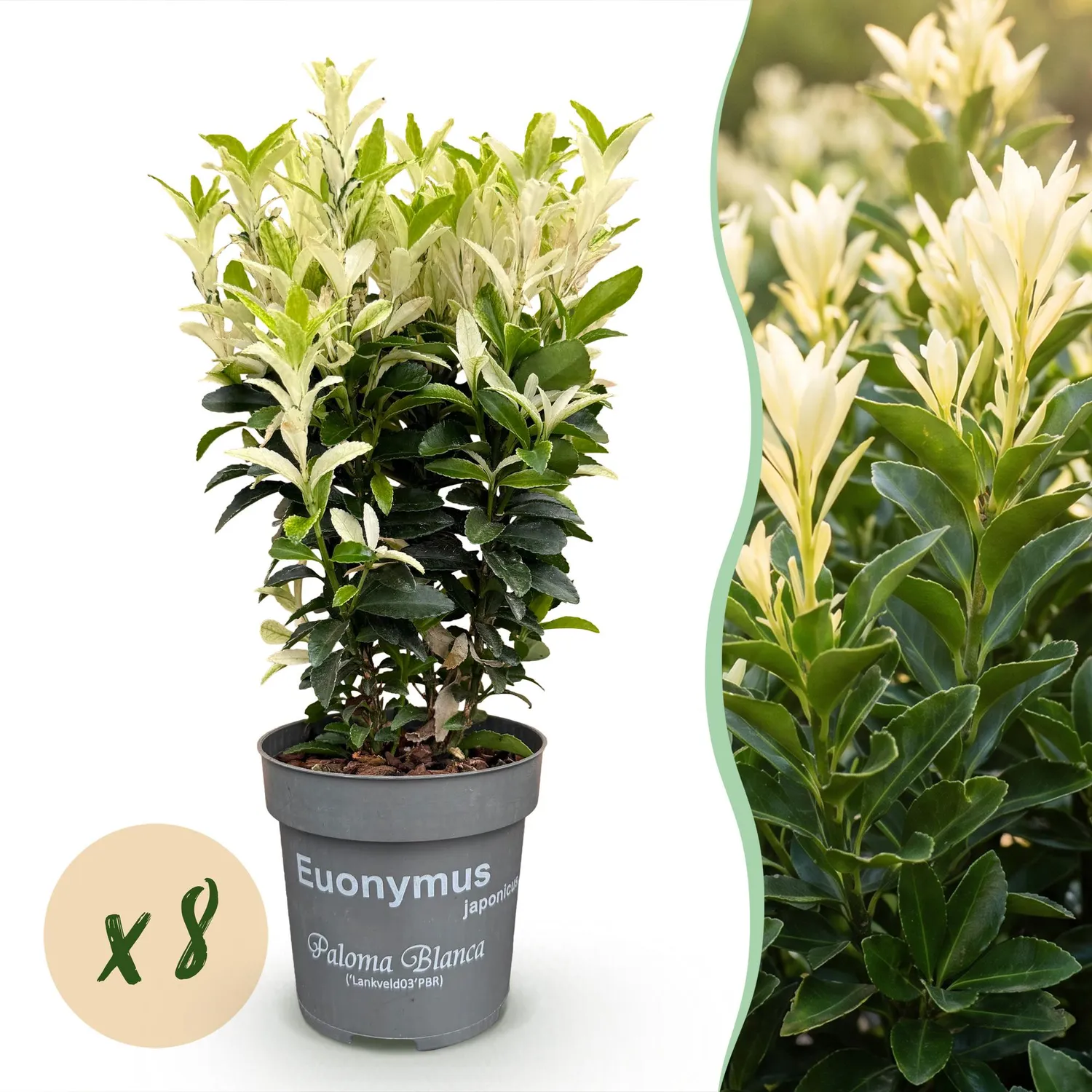 PLANT AND STORIES Fusain Paloma Blanca haie 8 plants persistant