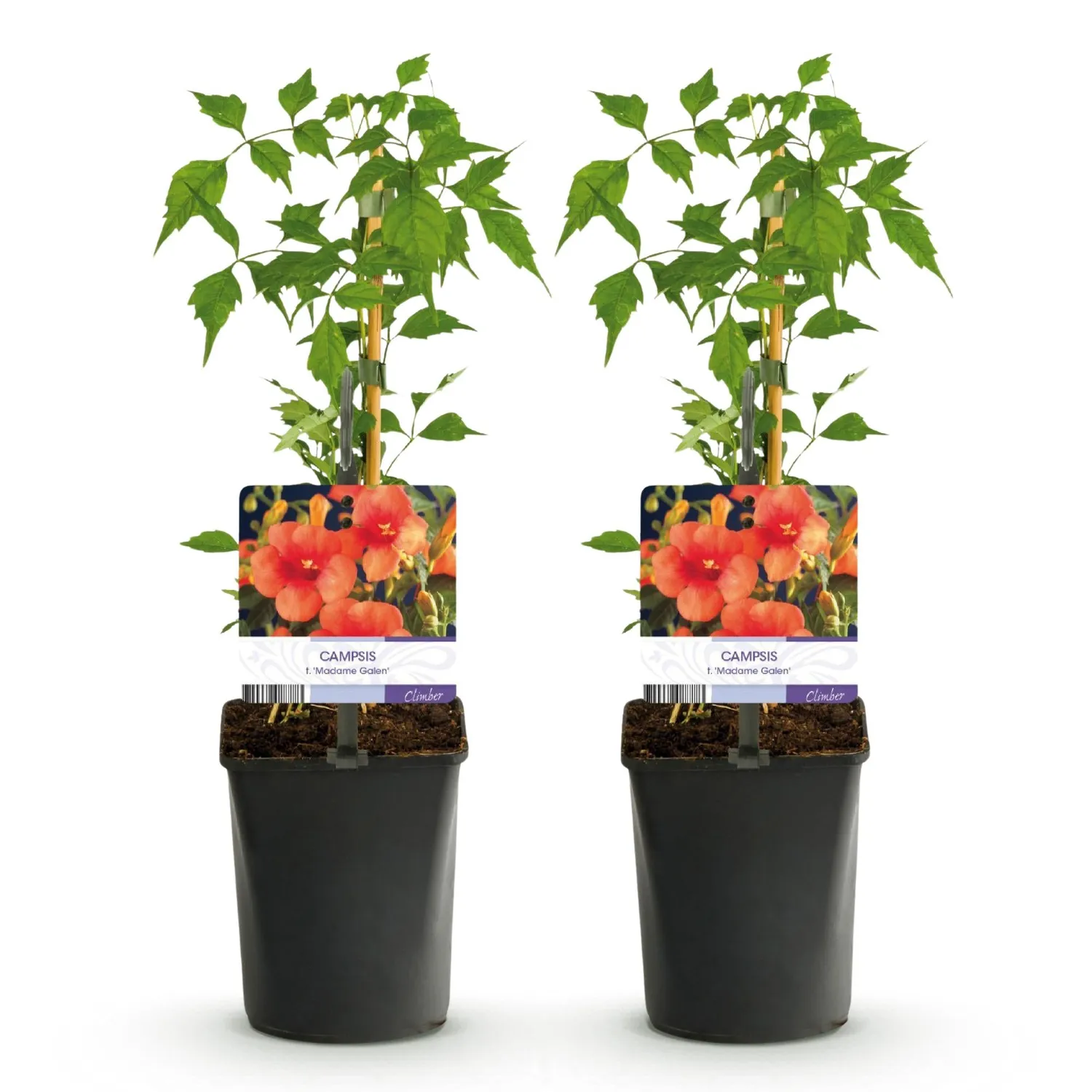 Plant and Stories Bignone Madame Galen grimpante lot 2 orange