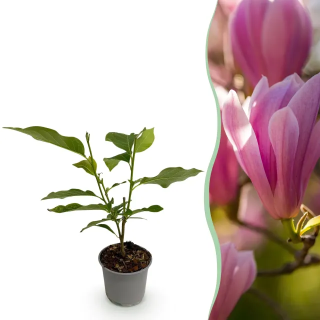 Plant and Stories Heaven Scent magnolia arbuste 1 plant pot 12 cm parfumé